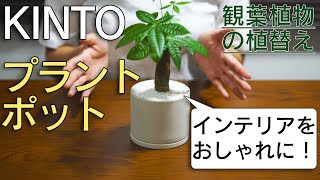 【植物のある暮らし】初心者にオススメ！KINTO　植物用プラントポット