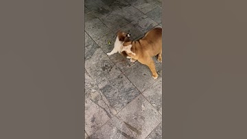 Vừa bằng cái miệng của mặt xệ mà láo #dog #pets #cute #yeulu