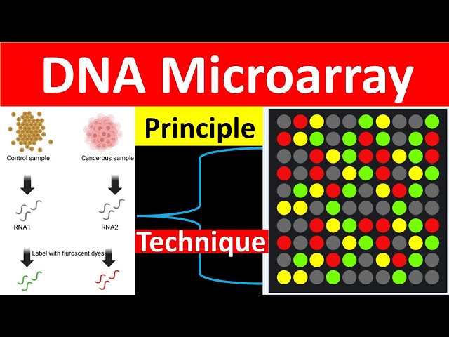 DNA Microarray Technique| DNA CHIP | Microarray | Microarray