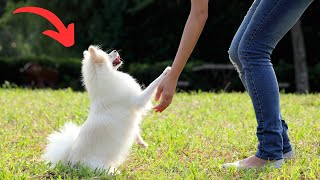 How to Train Your Dog to Stay Within your Yard (5 Dog Training Tips) by Dog Training Advice Tips 583 views 2 months ago 6 minutes