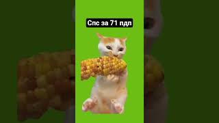 всем спс