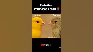KENARI GACOR PANJANG ISIAN VARIASI 5 SUARA❗ #kenarigacor #kenaripaud