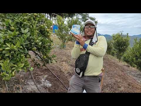 Video: Jeruk Rasa Asam - Mengapa Jeruk Manis Saya Terasa Pahit