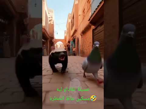 عسيلة غرير العسل عسيلة   عسيلة ملك الغابة ضحك