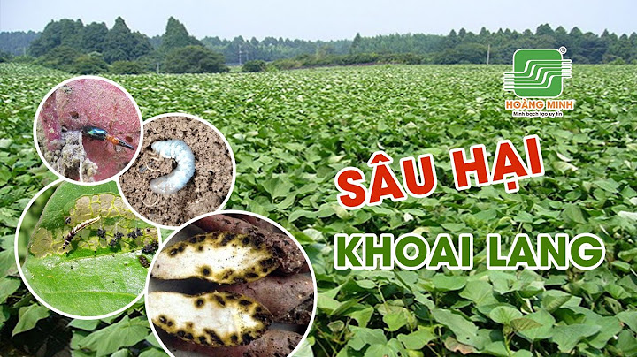 Dđộ sâu bộ rễ của khoai lang là bao nhiêu