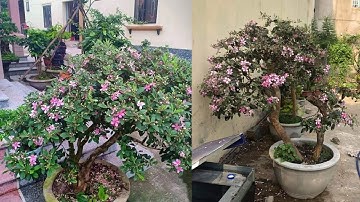 Có Nên Trồng Cây Sim Rừng Gần Nhà Không? Cây Sim Có Tác Dụng Gì?