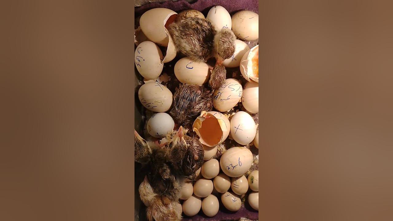 how a new peacock chick born eid 1st day 2023l peacock 1 hour old chick