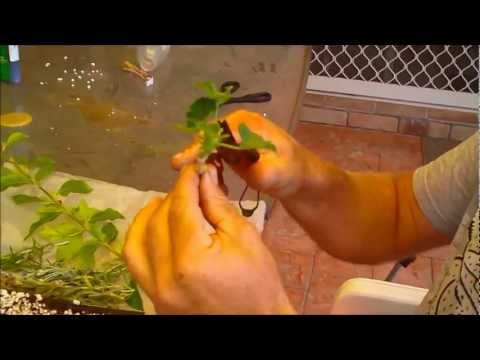 Come Sciopero punta morbida Talee come un pro a casa