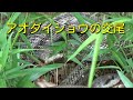 本州最大のヘビ・アオダイショウの交尾　Japanese Ratsnakes&#39; mating