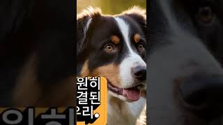 반려견 반려견여행 반려견키우기 반려견이별