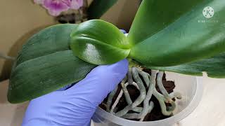 Орхидея фаленопсис. Посадка на фитиль.