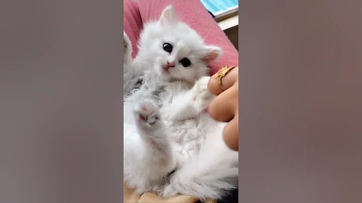 Video 522241: white persian cat, persian cutecat, sweet persian, cat gently, cat playing