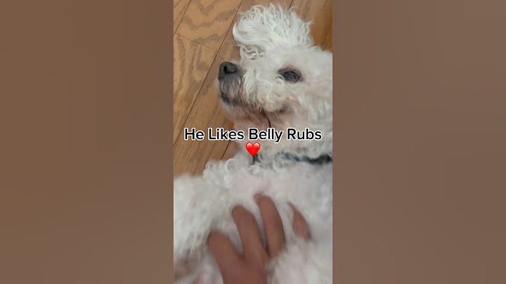 1 Like = 1 Belly Rub 🐩