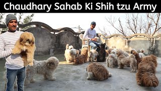 40+ Shih tzu Dog एक छत के नीचे | Best Toy Dog Breed | Shih tzu kennel