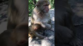 Hungry! Feeding Monkey 11 #Animals #Shorts