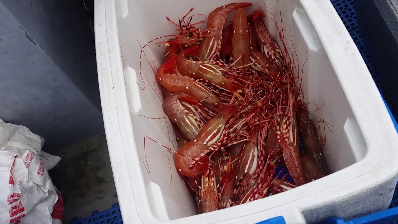 Spot Shrimp in Hood Canal, WA. YouTube