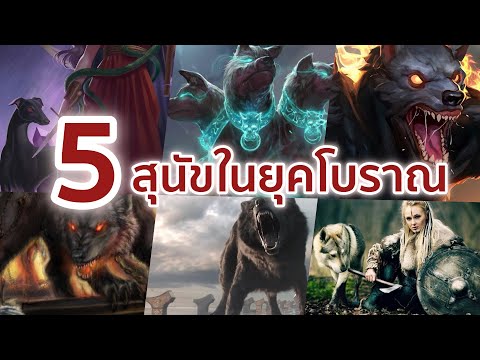 วีดีโอ: 5 ตำนานเกี่ยวกับสุนัขอาวุโส