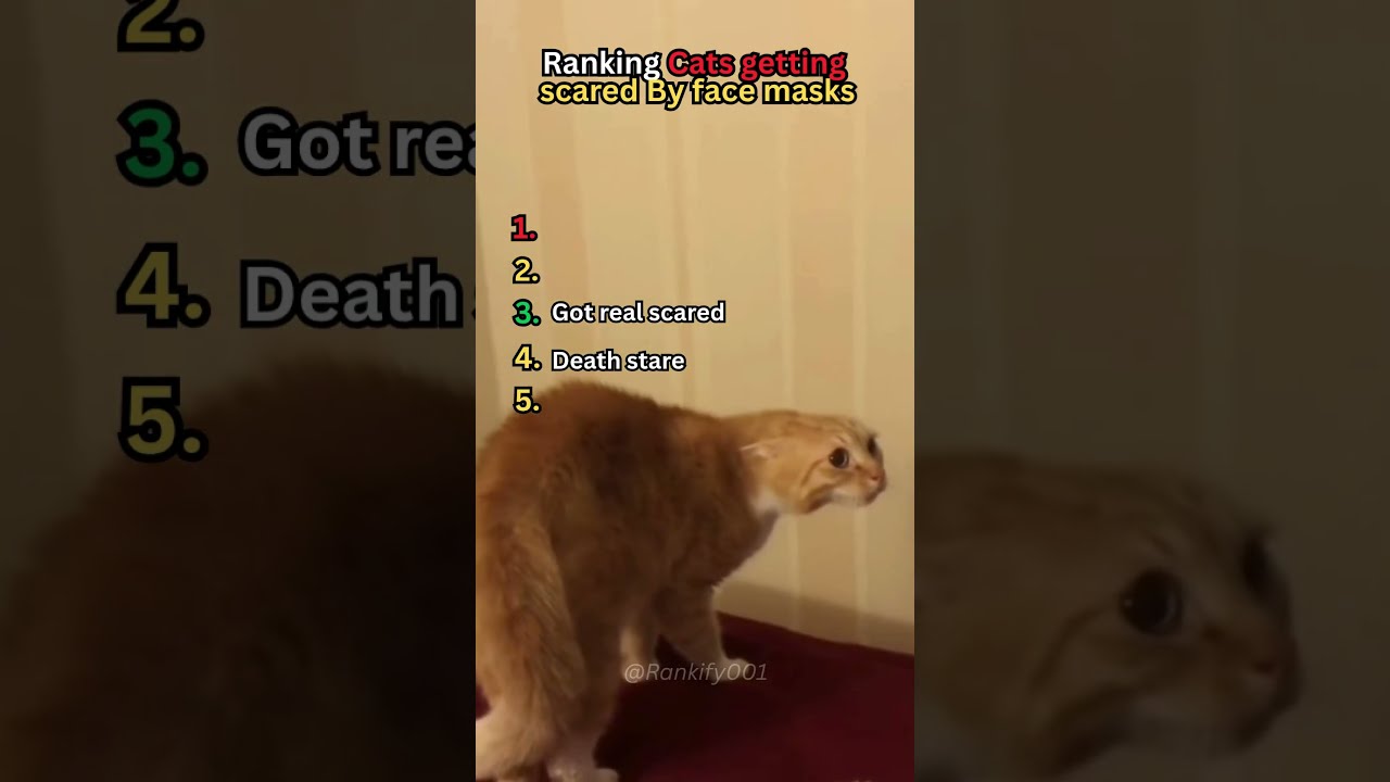 Ranking Cats Getting Scared By Face Masks Shoertsvideo Funny Cat