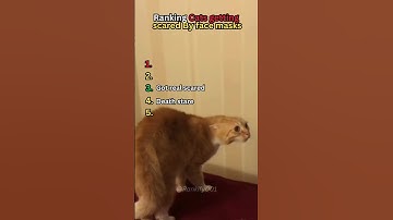 Ranking Cats getting scared By face masks #shoertsvideo #funny #cat