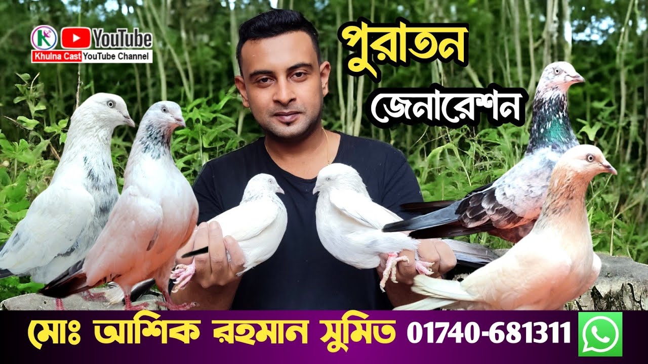 ঐতিহ্যবাহী পুরাতন জেনারেশন এর কবুতর।। Old Generation Pigeon in Khulna।।খুলনার পুরাতন জাতির কবুতর