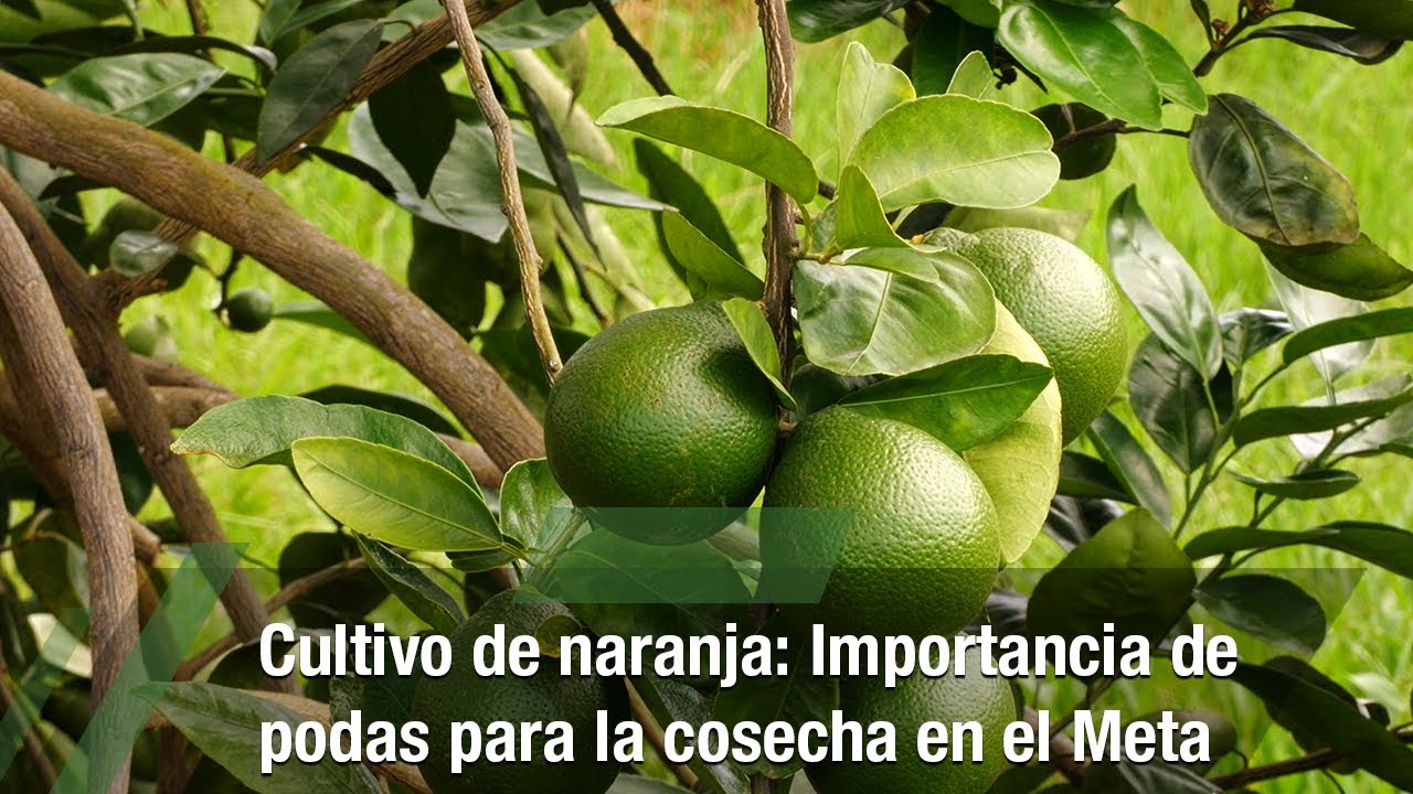 Cultivo de naranja: Importancia de podas para la cosecha- TvAgro por Juan Gonzalo Angel Restrepo