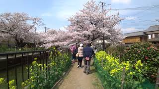 4Kブラブラ歩き 京都市山科の疎水の桜 Sony FDR X3000 20190401 Cherry blossoms of Kyoto Yamashina