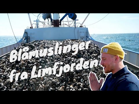 Video: Hvad Kan Du Lave Mad Fra Muslinger Til Nytår