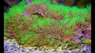 Green Star Polyps: How Fast Do They Grow ?