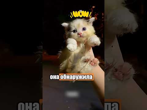 Она не смогла пройти мимо 🥹🐈 #милыеживотные #животные