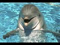 Дельфинарий НЕМО. Одесса 2020 /Dolphinarium NEMO Odessa/