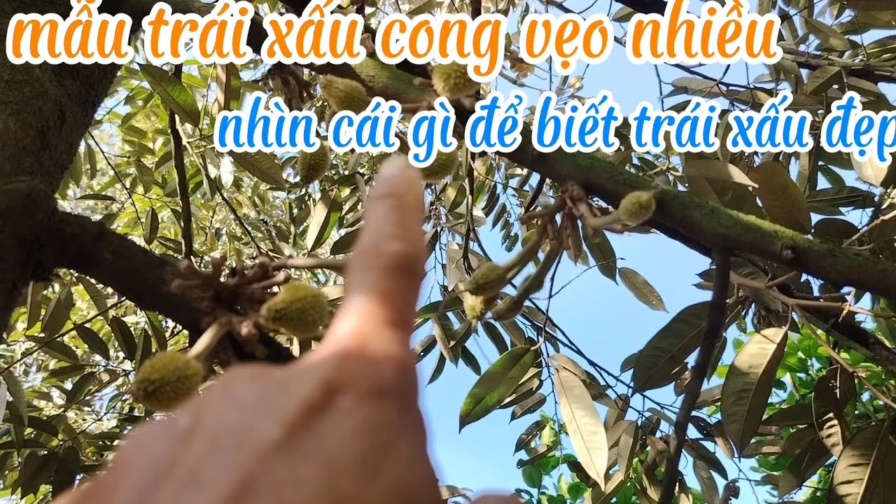 Cách nhận biết trái sầu riêng sổ nhụy xong mẫu trái đẹp xấu 