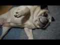 爪きりが嫌すぎて、テンションガタ落ちのパグ！I cut the nails of pug!
