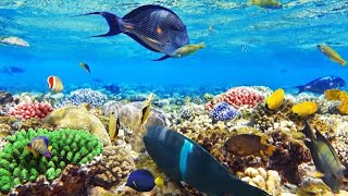 Coral reef of the Red Sea. Egypt.