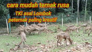 tki asal Lombok peternak paling kreatif. cara mudah ternak rusa