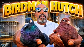 How to identify a good family of roller pigeons 