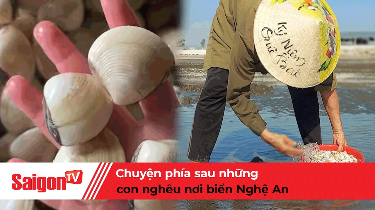 Chuyện phía sau những con nghêu nơi biển Nghệ An | Tin tức SaigonTV