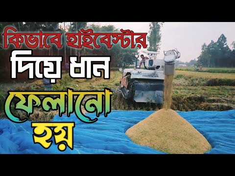 হাইবেষ্টার দিয়ে যেভাবে ধান ফেলানো হয়। Rasel village vlogs 2024
