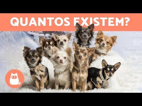 Vídeo: Chihuahua: Padrões Da Raça