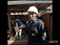 HOW TO MAKE IT IN DAIRY FARMING AND WAYS THAT WILL EARN YOU GOOD PROFIT🚜