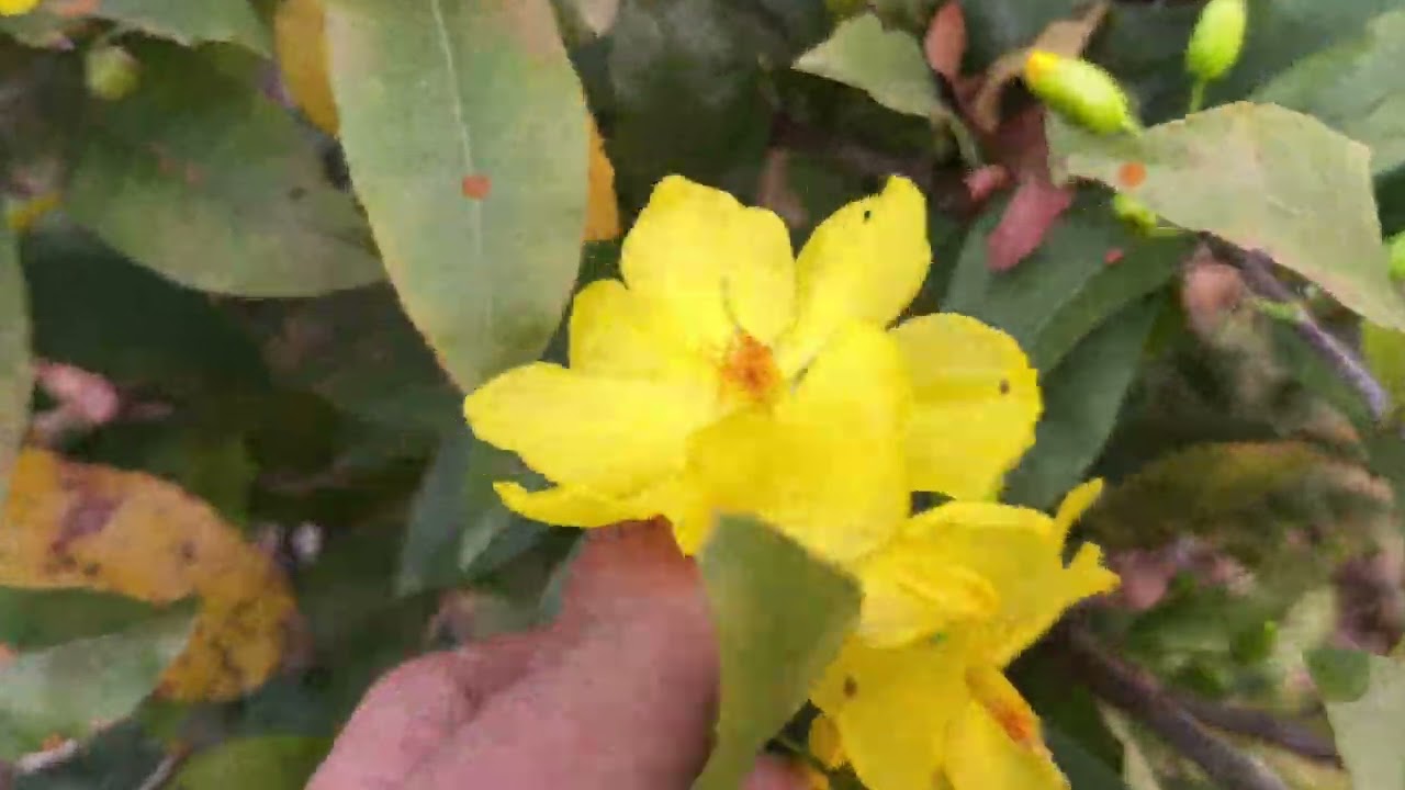 Giao Lưu Mặt Bông Đẹp. Liên Hệ 0332558995