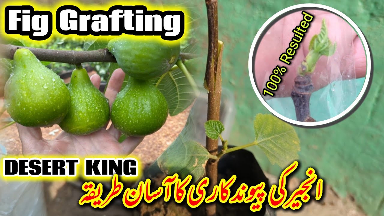 Desert King Fig Grafting Simple And Easy Technique With Result| Mr Planter