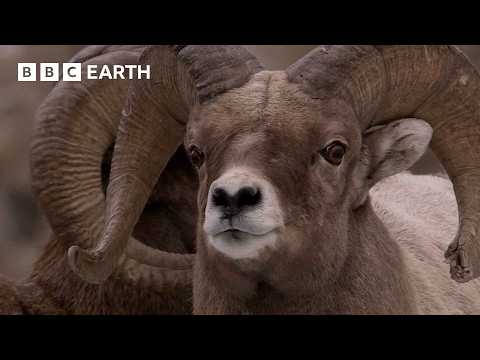 Bighorn Sheep Battle For Mating Rights | Yellowstone | BBC Earth