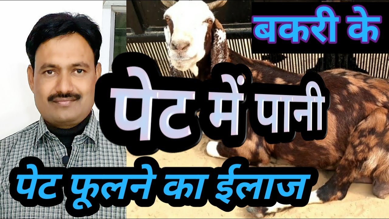 bakri ke pet me pani बकरी के पेट फूलने की दवा bakri ke pet fulne ka upay