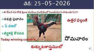 25 May 2026 today winning colours/Today winning colours /vision of kukkuta sastram in colours