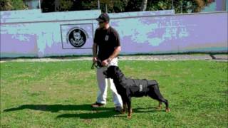TRAINING - SERVICES - BLACK EAGLE SECURITY & MAF PROTECTION