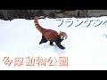 24.02 多摩動物公園 レッサーパンダ フランケン 雪は楽しい♪