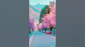 Thumbnail of La vie en rose #switzerland #youtubeshorts #shorts #nature #travel #cherryblossom
