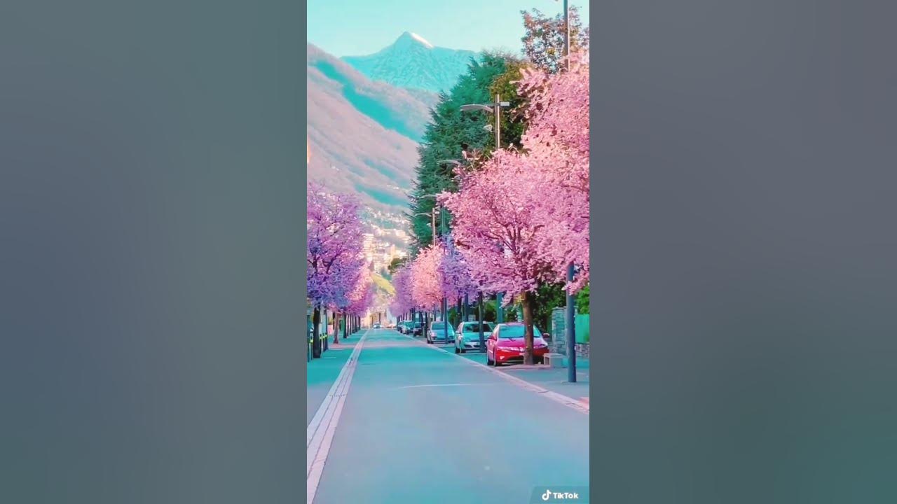 La vie en rose #switzerland #youtubeshorts #shorts #nature #travel #cherryblossom La vie en rose #switzerland #youtubeshorts #shorts #nature #travel #cherryblossom