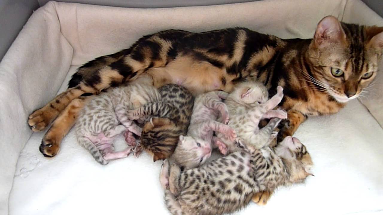 Bengal kittens happy family YouTube