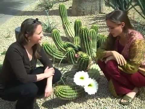 Video: Rooting Cereus in fiore notturno - Scopri come propagare un Cereus in fiore notturno